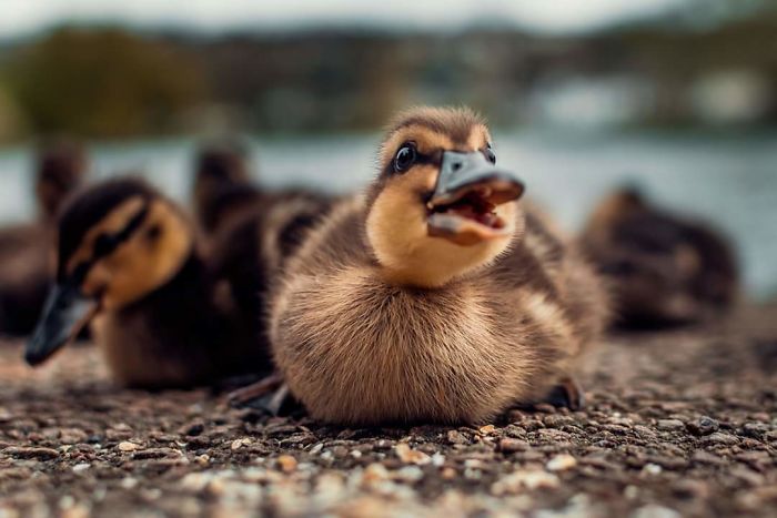 Wholesome-Cute-Duck-Pics