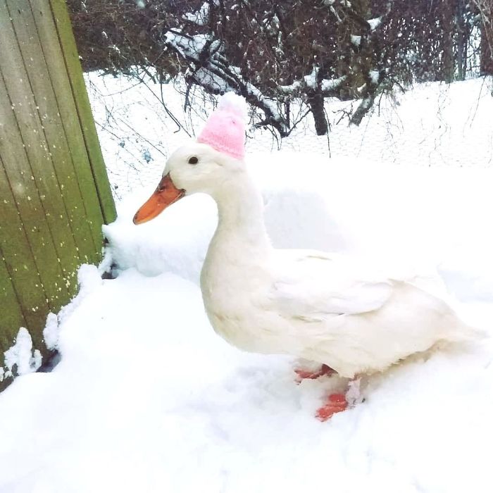 Wholesome-Cute-Duck-Pics