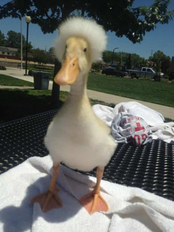 Wholesome-Cute-Duck-Pics