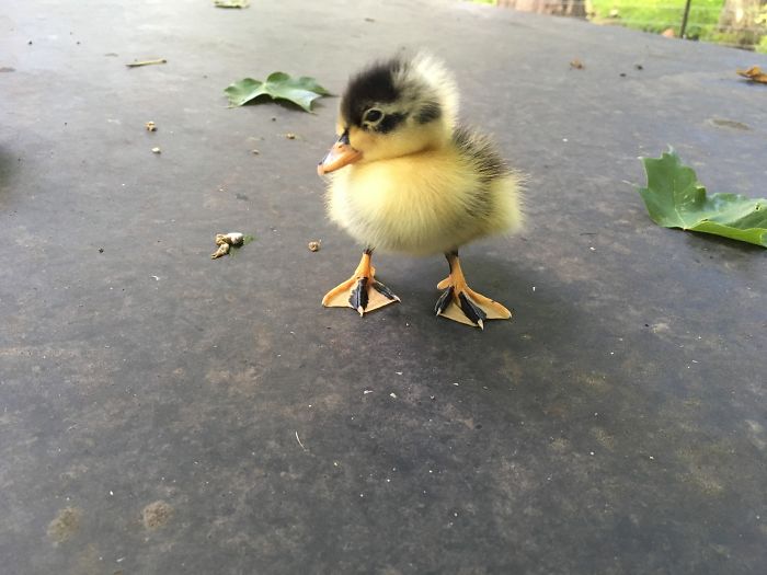 Wholesome-Cute-Duck-Pics
