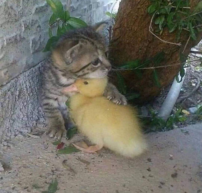 Cute duck snuggles with a kitten, capturing a heartwarming moment.
