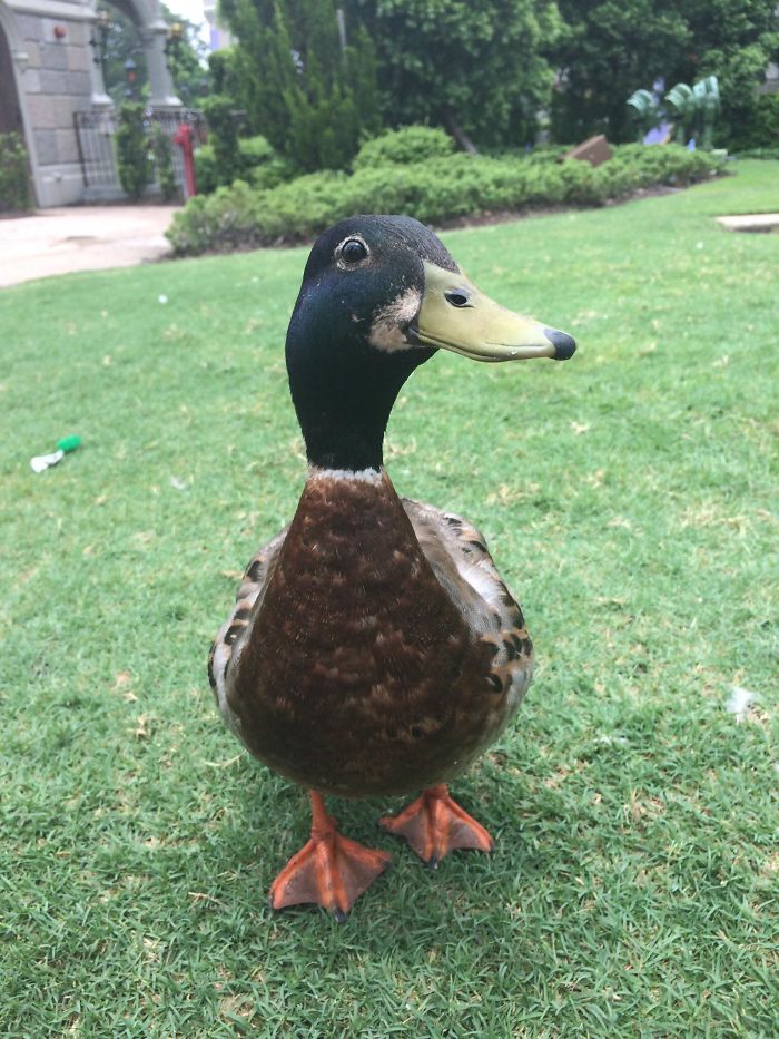 Wholesome-Cute-Duck-Pics