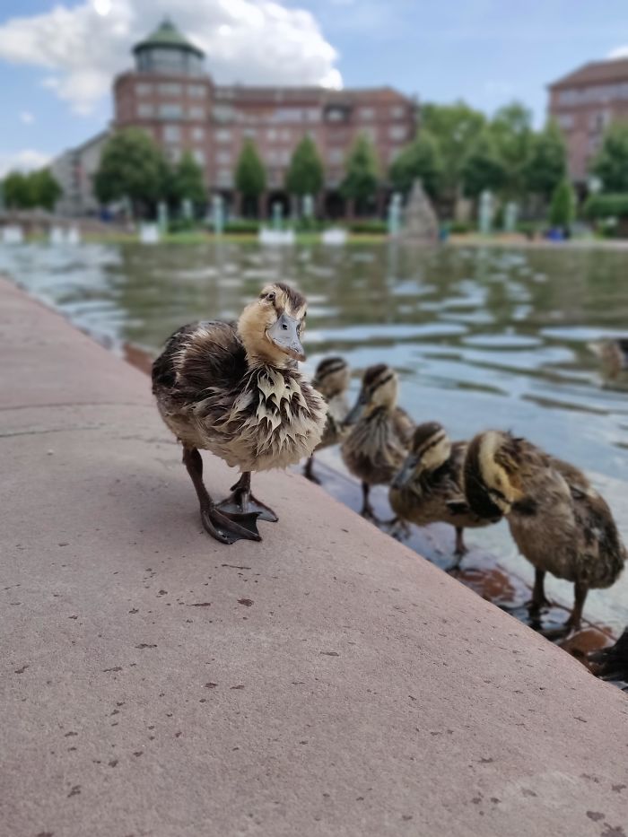 Wholesome-Cute-Duck-Pics