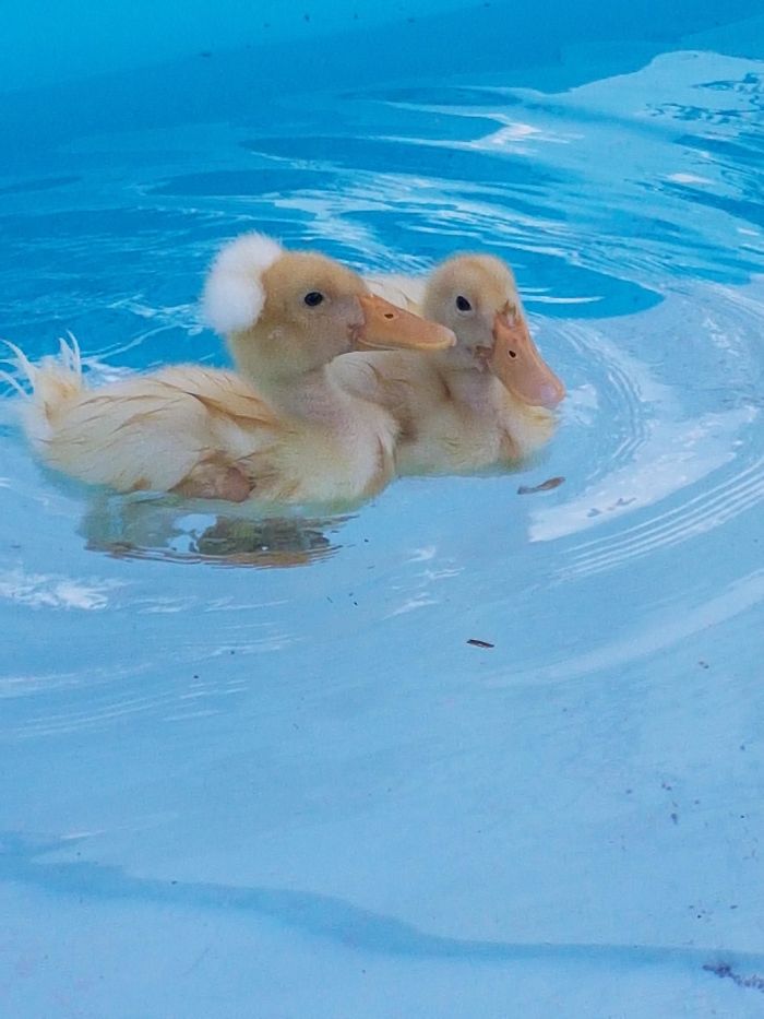 Wholesome-Cute-Duck-Pics