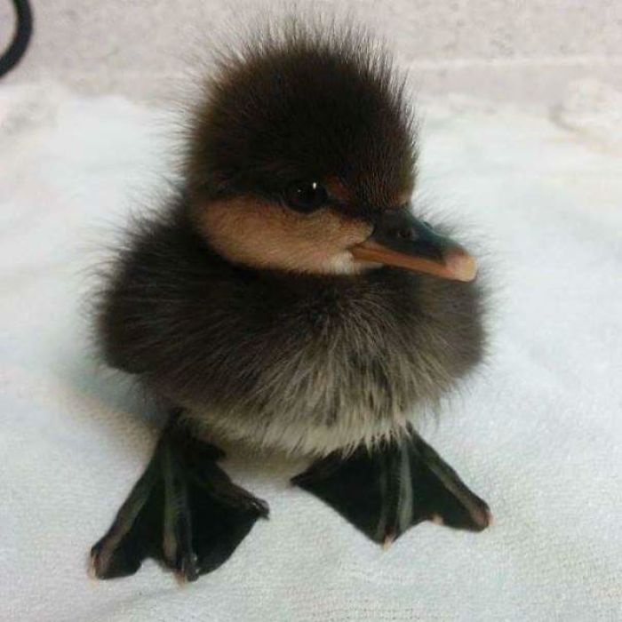 Wholesome-Cute-Duck-Pics