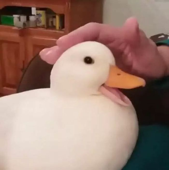 A person gently stroking a cute duck on its head, duck appears relaxed and content.