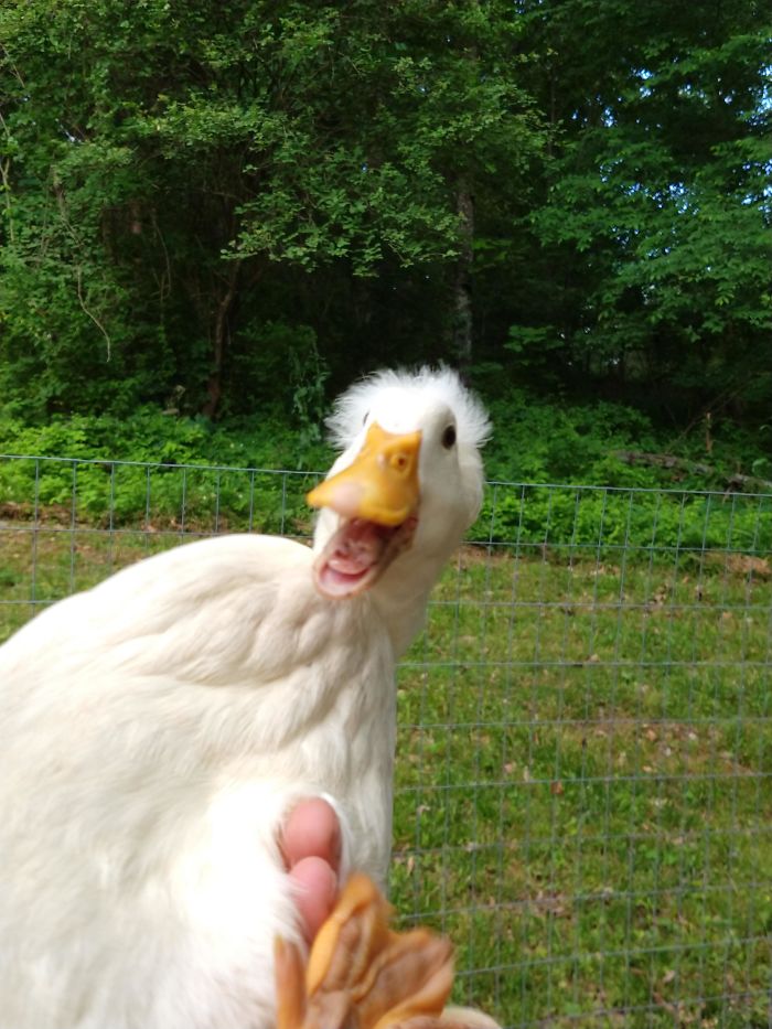 Wholesome-Cute-Duck-Pics