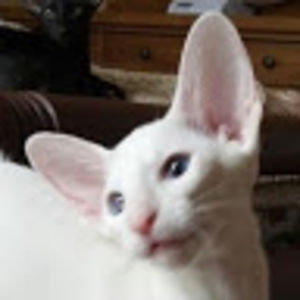 roeannfulkerson-chrisope avatar