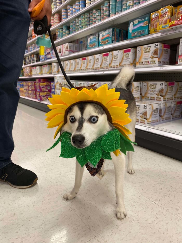 Trying On Costumes. I Don’t Think He Likes This One