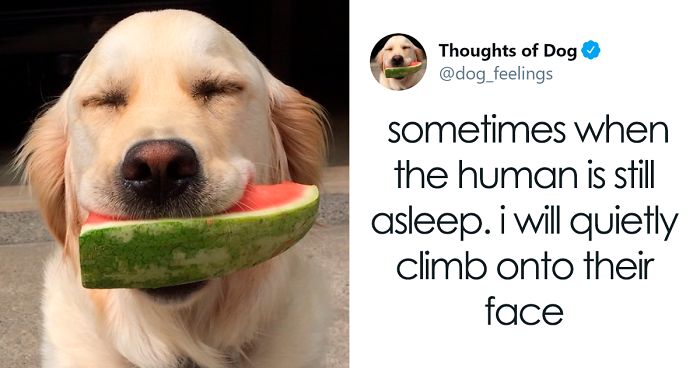 30 Of The Funniest Dog Thoughts That Dog Owners Understand Too Well (New Pics)