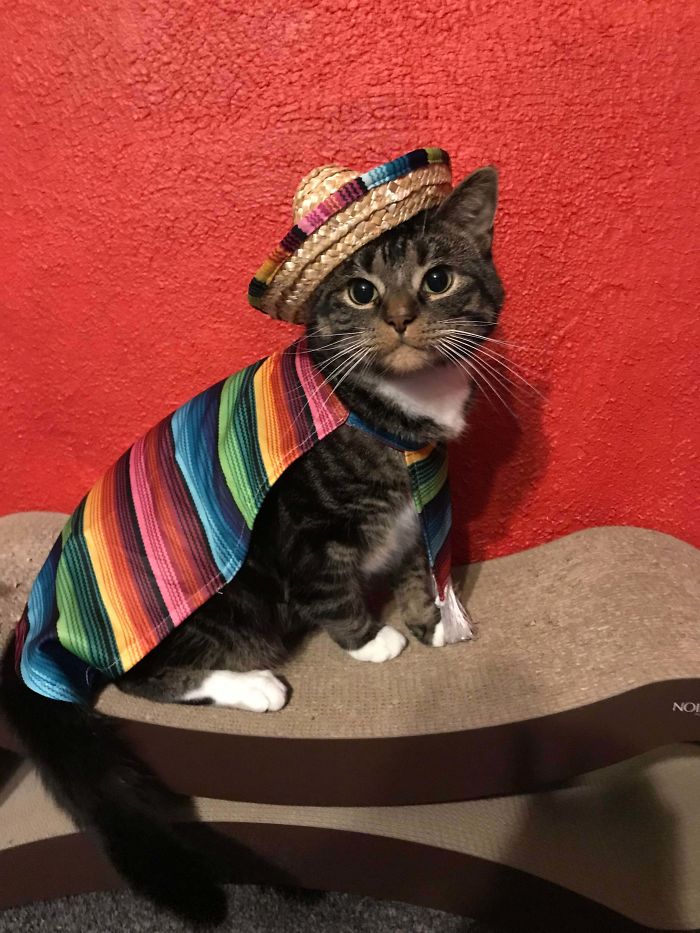 Happy Halloween From Señor Roberto