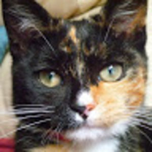 rheannawillow avatar