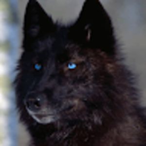 wolfwatcher avatar
