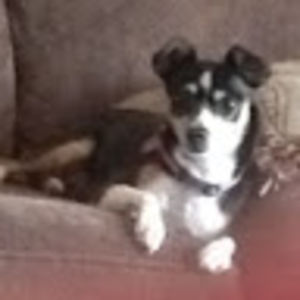 rattiesrule18 avatar