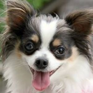 marymarchione avatar