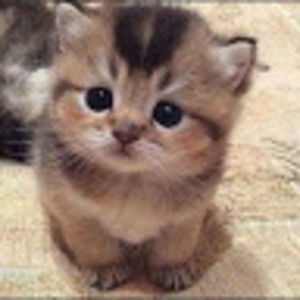 elizabethwilson avatar