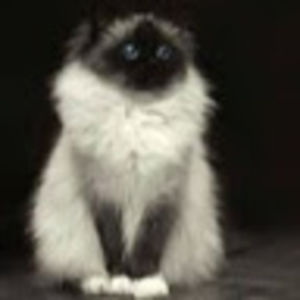 kittykatkitkatz avatar