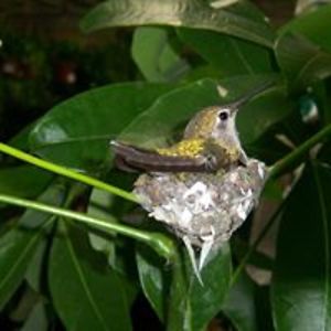 streetwalker101 avatar