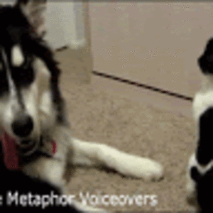 tigerlily_mew avatar