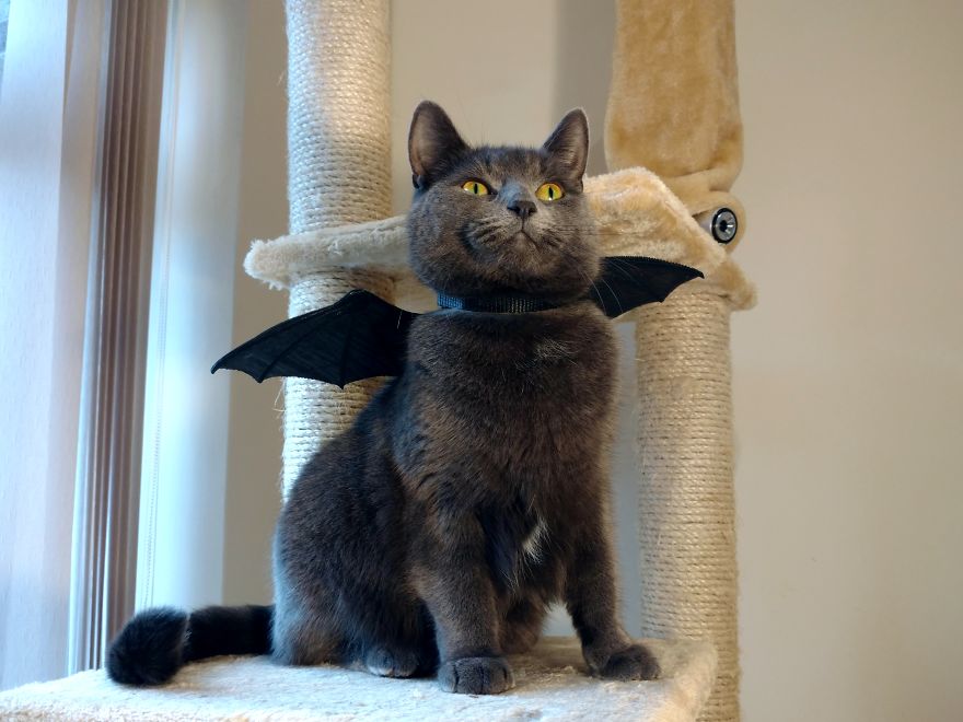 Bat Wings