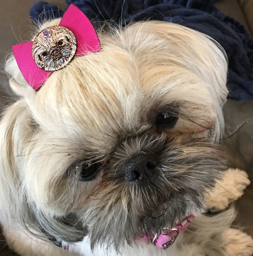 I Have Made 287 Leather Hats For My Dog! I Am Making 365 - I Have Not Missed A Day Since Her Birthday!!! I Have Made 287 Leather Hats For My Dog! I Am Making 365 - I Have Not Missed A Day Since Her Birthday!!!