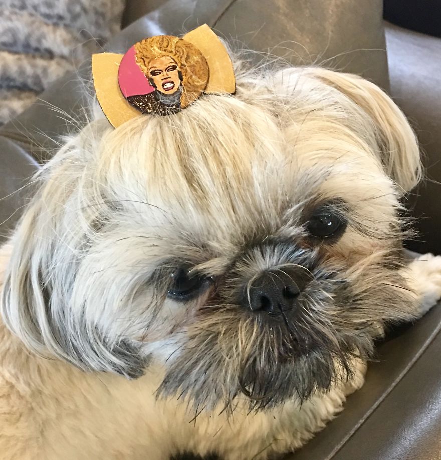I Have Made 287 Leather Hats For My Dog! I Am Making 365 - I Have Not Missed A Day Since Her Birthday!!! I Have Made 287 Leather Hats For My Dog! I Am Making 365 - I Have Not Missed A Day Since Her Birthday!!!