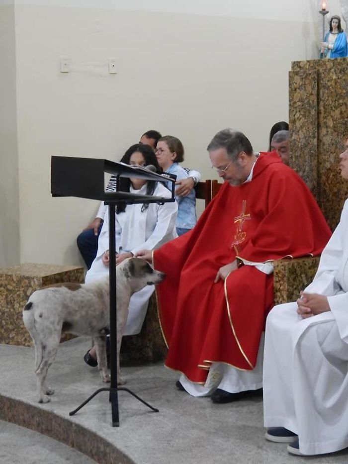 A Kind Priest Brings Stray Dogs To Mass So They Can Find New Families A Kind Priest Brings Stray Dogs To Mass So They Can Find New Families