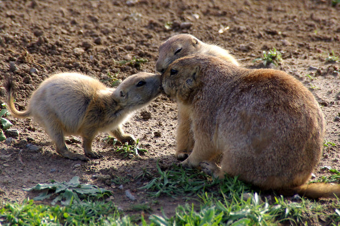 Three prairie dogs nuzzling on a patch of soil and grass, illustrating interesting animal facts.