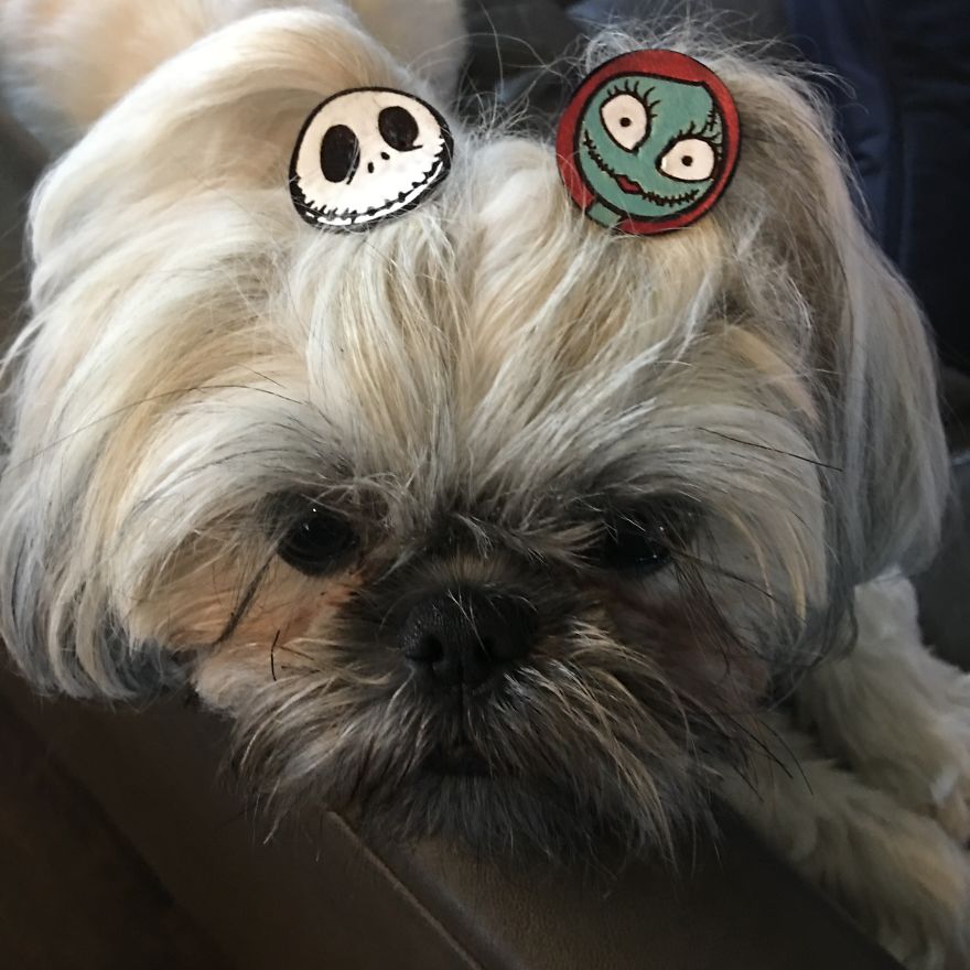 I Have Made 287 Leather Hats For My Dog! I Am Making 365 - I Have Not Missed A Day Since Her Birthday!!! I Have Made 287 Leather Hats For My Dog! I Am Making 365 - I Have Not Missed A Day Since Her Birthday!!!