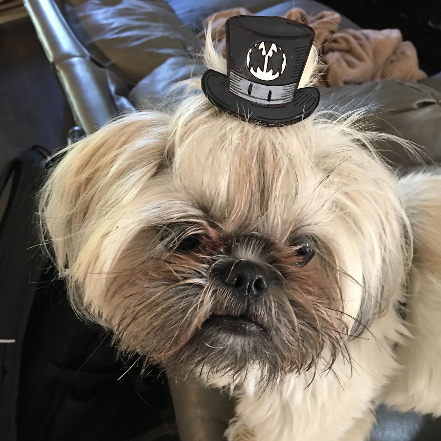 I Have Made 287 Leather Hats For My Dog! I Am Making 365 - I Have Not Missed A Day Since Her Birthday!!! I Have Made 287 Leather Hats For My Dog! I Am Making 365 - I Have Not Missed A Day Since Her Birthday!!!