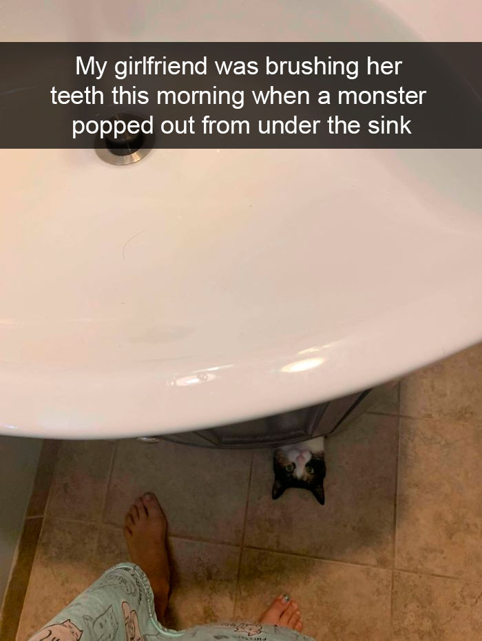 Cat-Snapchats