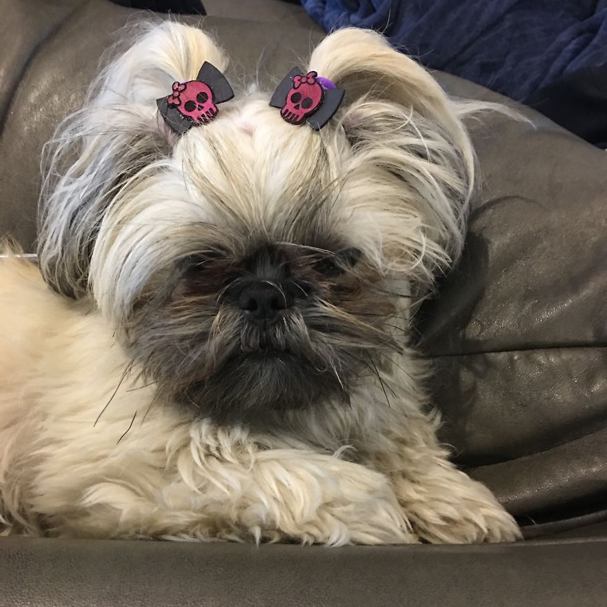 I Have Made 287 Leather Hats For My Dog! I Am Making 365 - I Have Not Missed A Day Since Her Birthday!!! I Have Made 287 Leather Hats For My Dog! I Am Making 365 - I Have Not Missed A Day Since Her Birthday!!!