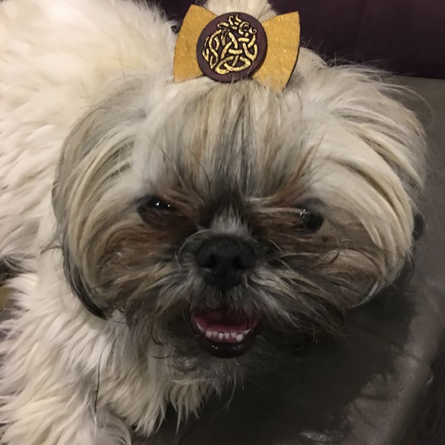 I Have Made 287 Leather Hats For My Dog! I Am Making 365 - I Have Not Missed A Day Since Her Birthday!!! I Have Made 287 Leather Hats For My Dog! I Am Making 365 - I Have Not Missed A Day Since Her Birthday!!!