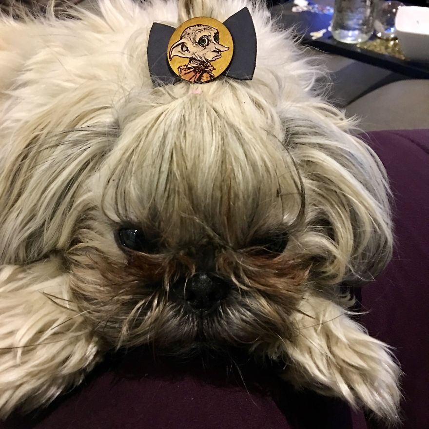 I Have Made 287 Leather Hats For My Dog! I Am Making 365 - I Have Not Missed A Day Since Her Birthday!!! I Have Made 287 Leather Hats For My Dog! I Am Making 365 - I Have Not Missed A Day Since Her Birthday!!!