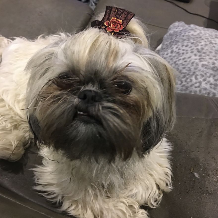 I Have Made 287 Leather Hats For My Dog! I Am Making 365 - I Have Not Missed A Day Since Her Birthday!!! I Have Made 287 Leather Hats For My Dog! I Am Making 365 - I Have Not Missed A Day Since Her Birthday!!!