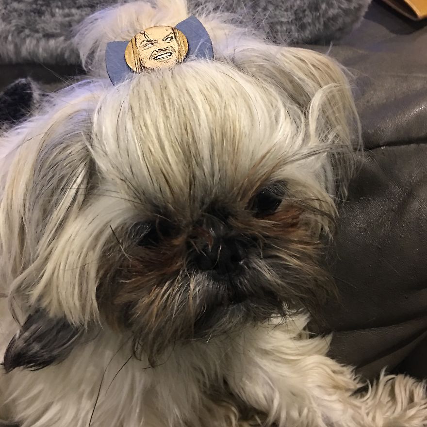 I Have Made 287 Leather Hats For My Dog! I Am Making 365 - I Have Not Missed A Day Since Her Birthday!!! I Have Made 287 Leather Hats For My Dog! I Am Making 365 - I Have Not Missed A Day Since Her Birthday!!!