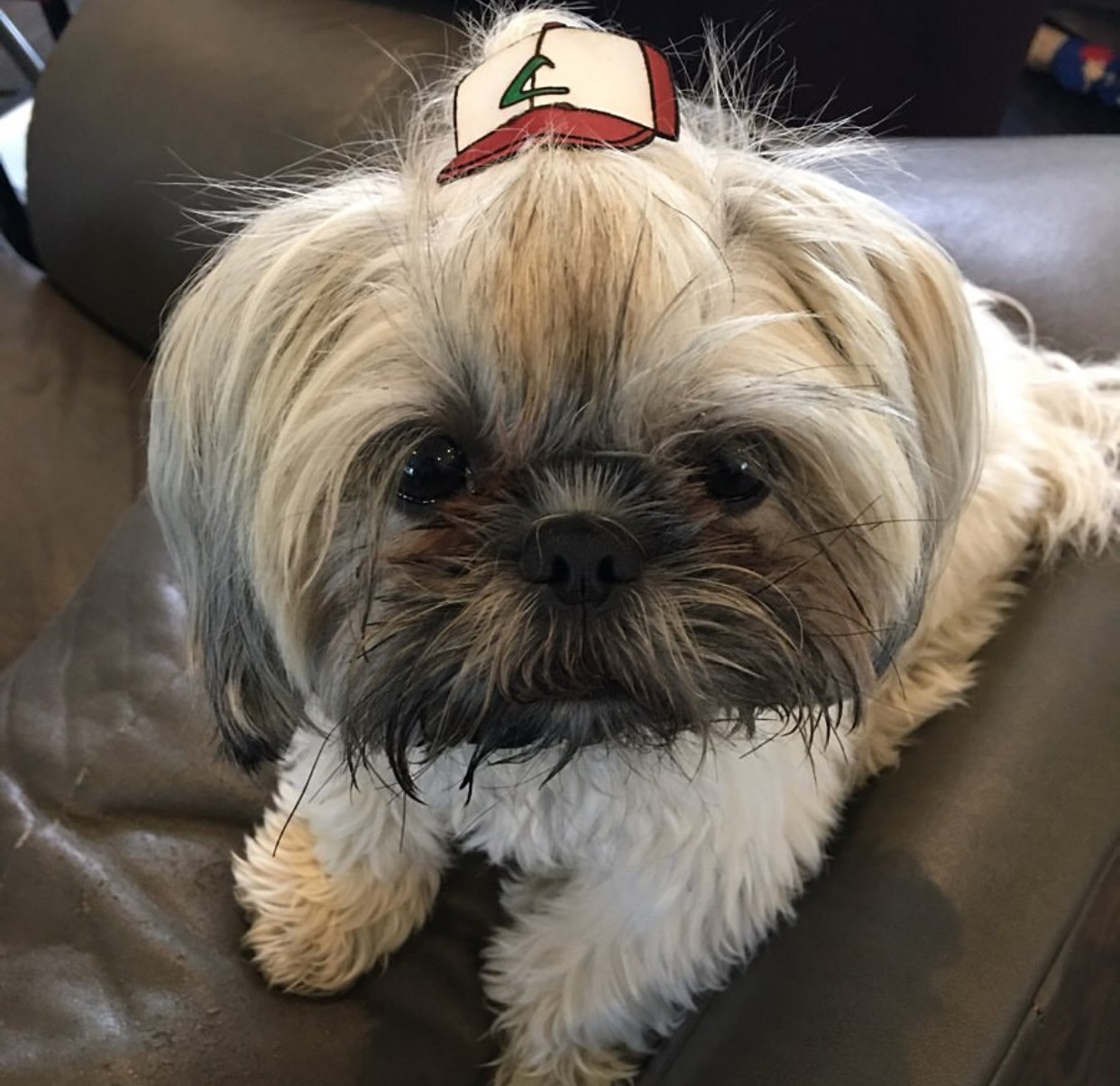 I Have Made 287 Leather Hats For My Dog! I Am Making 365 – I Have Not Missed A Day Since Her Birthday!!!