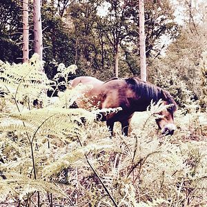 ashrita-padigala avatar