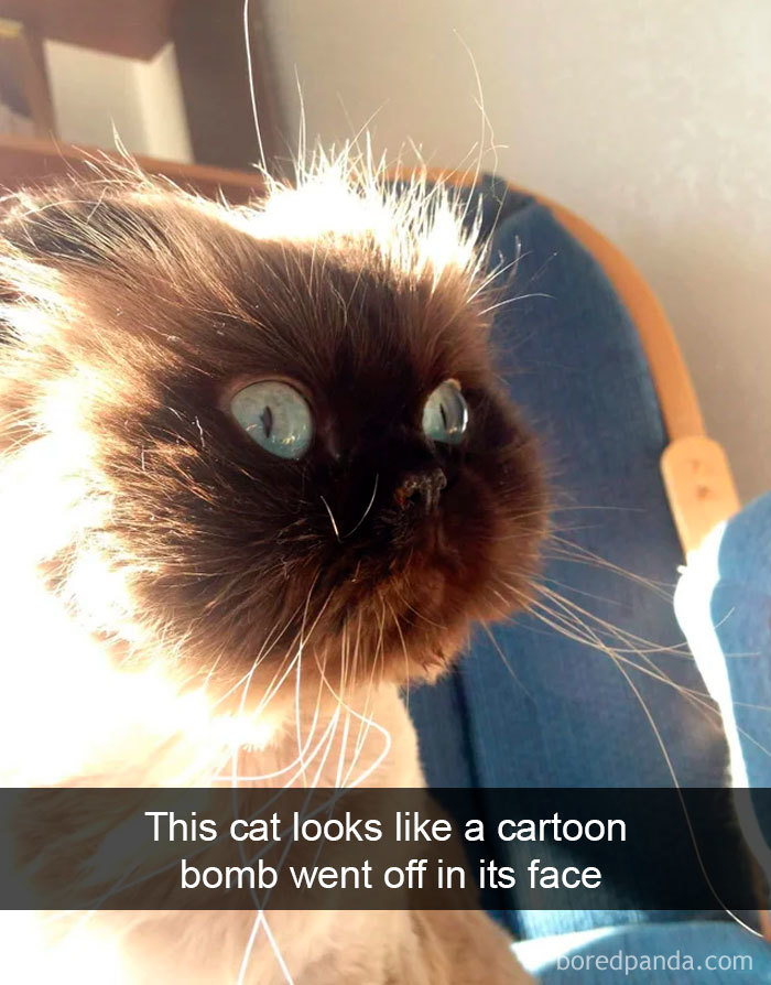 Cat-Snapchats
