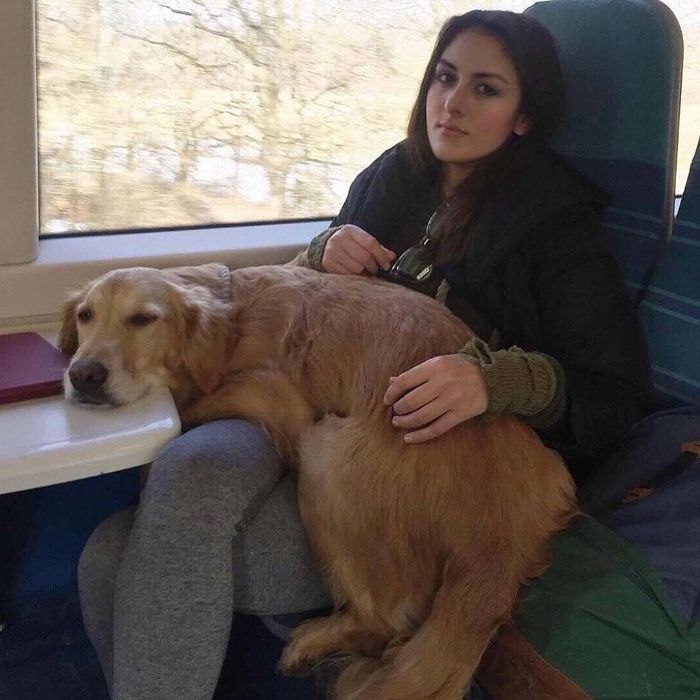 Pet-Dog-Funny-Photography-Soulmates-Hugo-Huxley-Ursula-Aitchinson