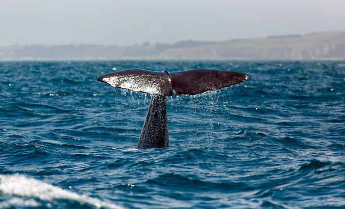 Whale tail rising above ocean water with coastline in the background, illustrating interesting animal facts.
