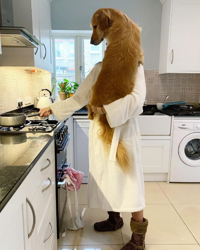 Pet-Dog-Funny-Photography-Soulmates-Hugo-Huxley-Ursula-Aitchinson