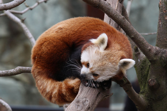 Red panda curled on a tree branch, showcasing one of the interesting animal facts to share in casual conversations.