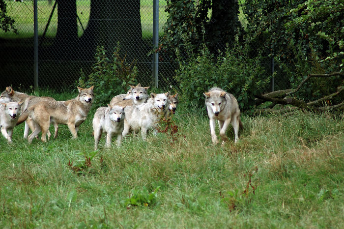 A pack of wolves in a grassy enclosure demonstrating interesting animal facts in their natural behavior.