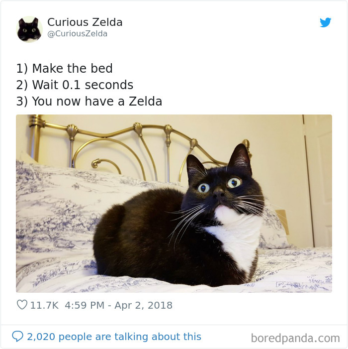 Funny-Cat-Tweets-Curious-Zelda