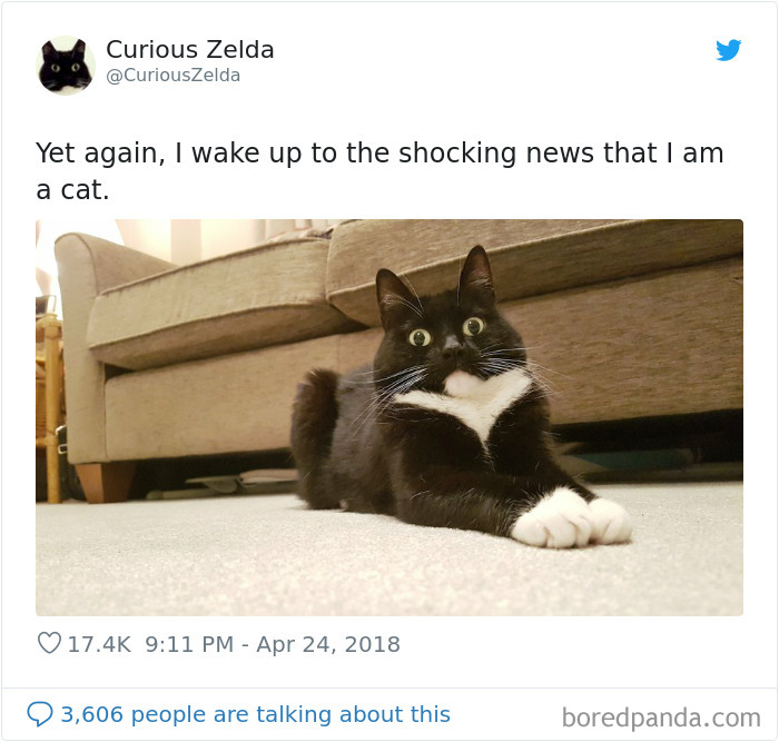 Funny-Cat-Tweets-Curious-Zelda