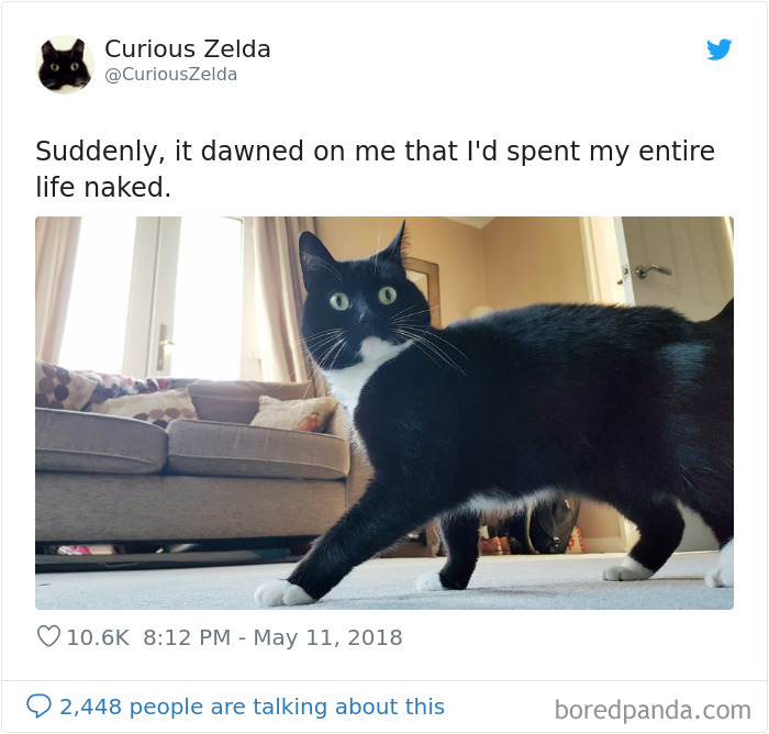 Funny-Cat-Tweets-Curious-Zelda