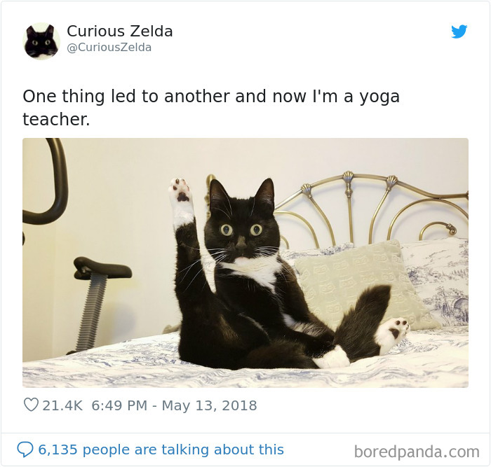 Funny-Cat-Tweets-Curious-Zelda