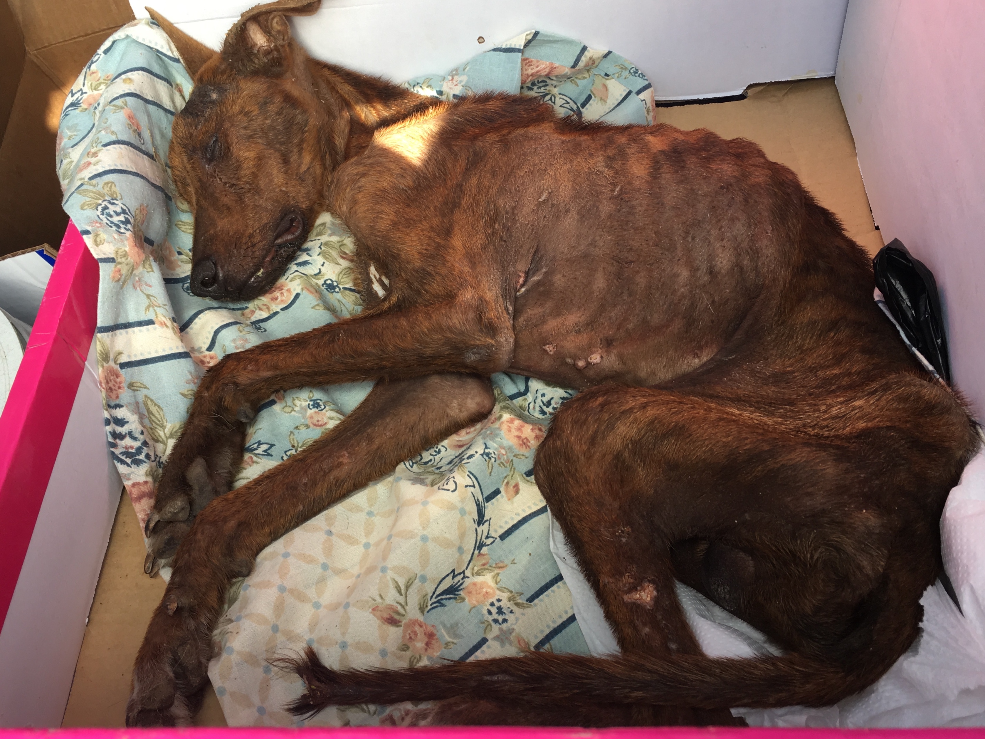 A Miracle Happened To This Dog!