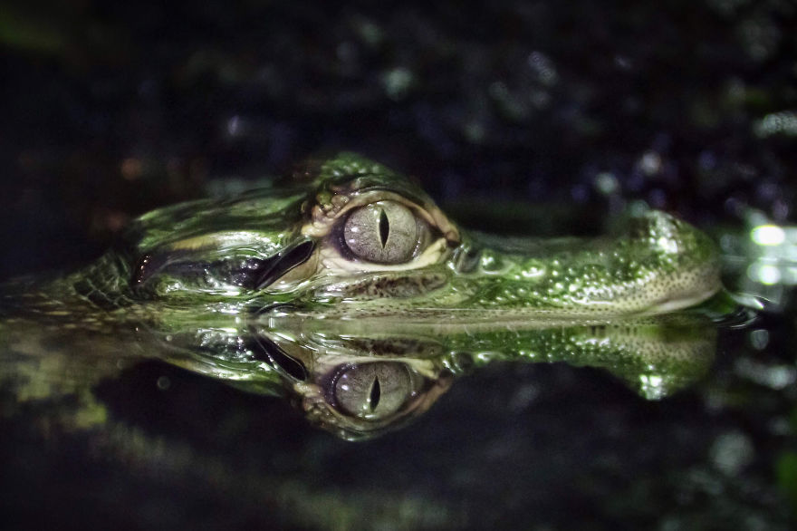 Alligator Reflections, Amanda Castleman, USA